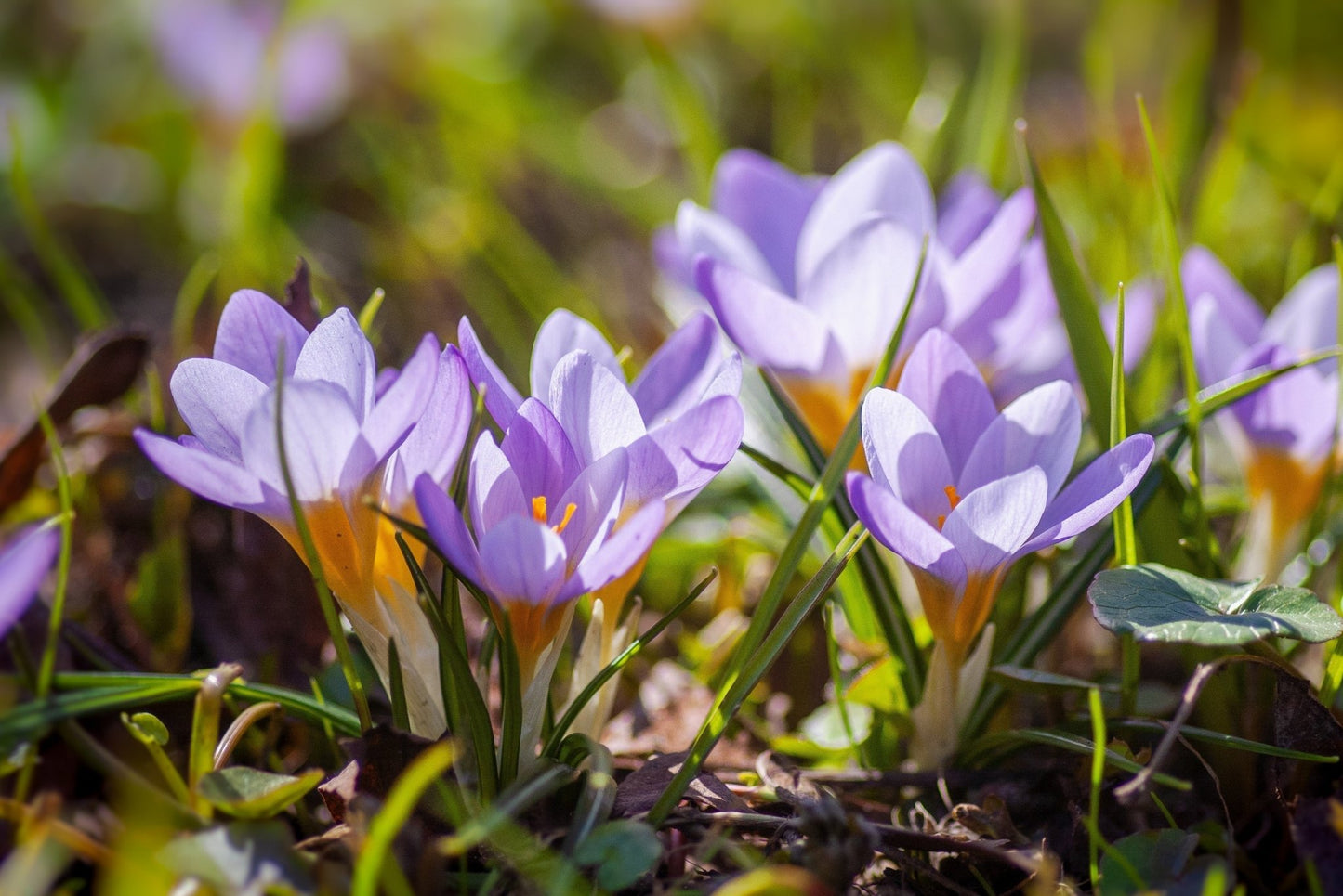 7 Essential DIY Jobs for Your Home and Garden this Spring and Early Summer - Mstore