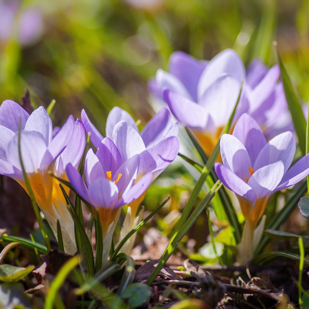 7 Essential DIY Jobs for Your Home and Garden this Spring and Early Summer - Mstore