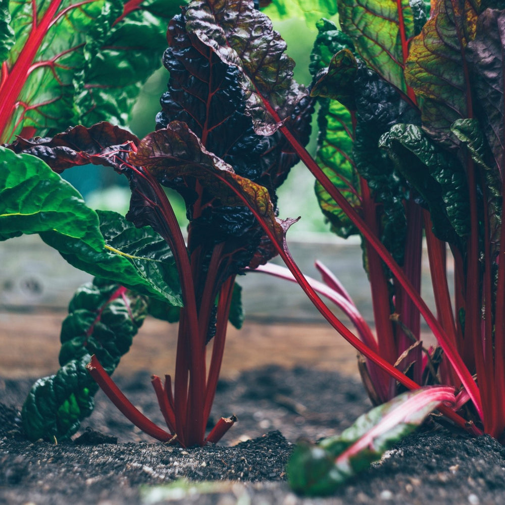 Creating a Sustainable Garden for 2023: Your Eco-friendly Oasis Awaits - Mstore