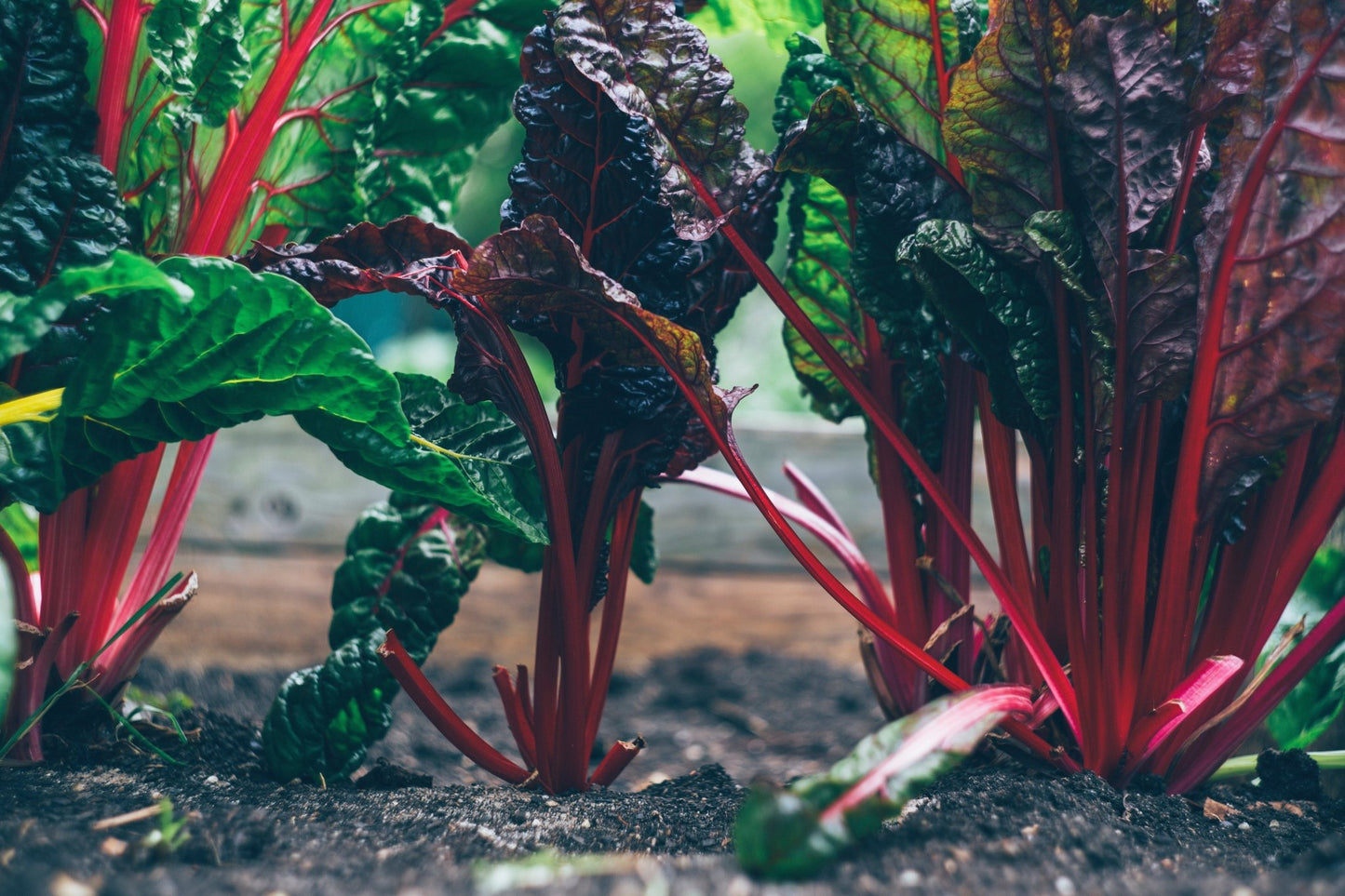 Creating a Sustainable Garden for 2023: Your Eco-friendly Oasis Awaits - Mstore