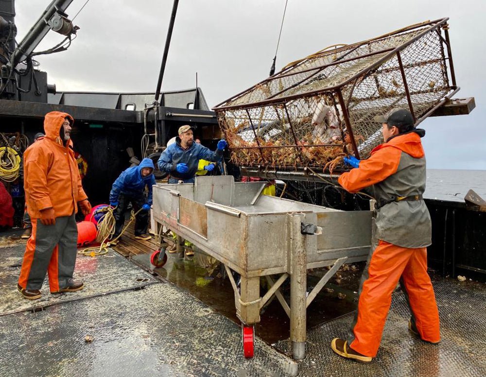 Hook, Line & Safety: The Best Gloves for UK Commercial Fishing Crews - Mstore